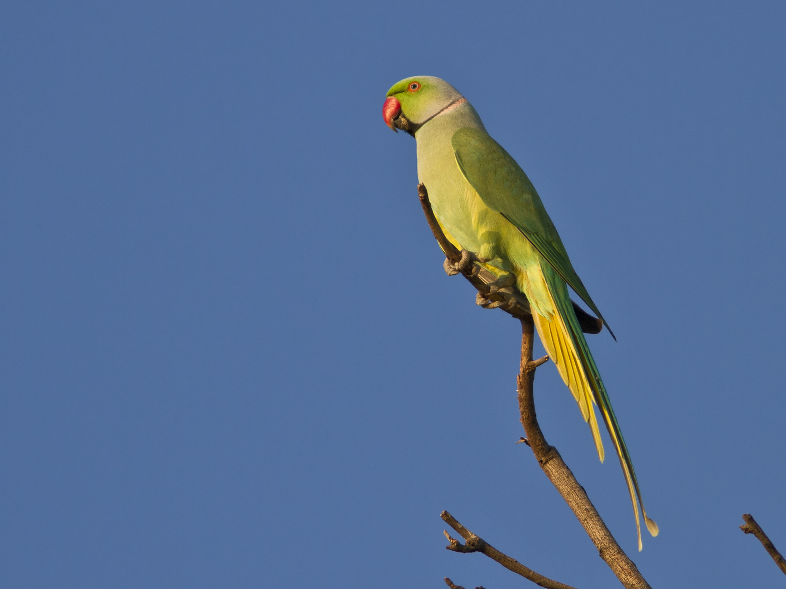 Close-up of a Rose-ringed Parakeet · Free Stock Photo