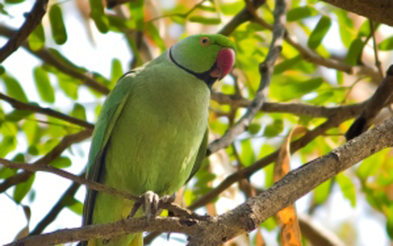 The rose-ringed parakeet #parakeet (Psittacula krameri), also known a... |  TikTok