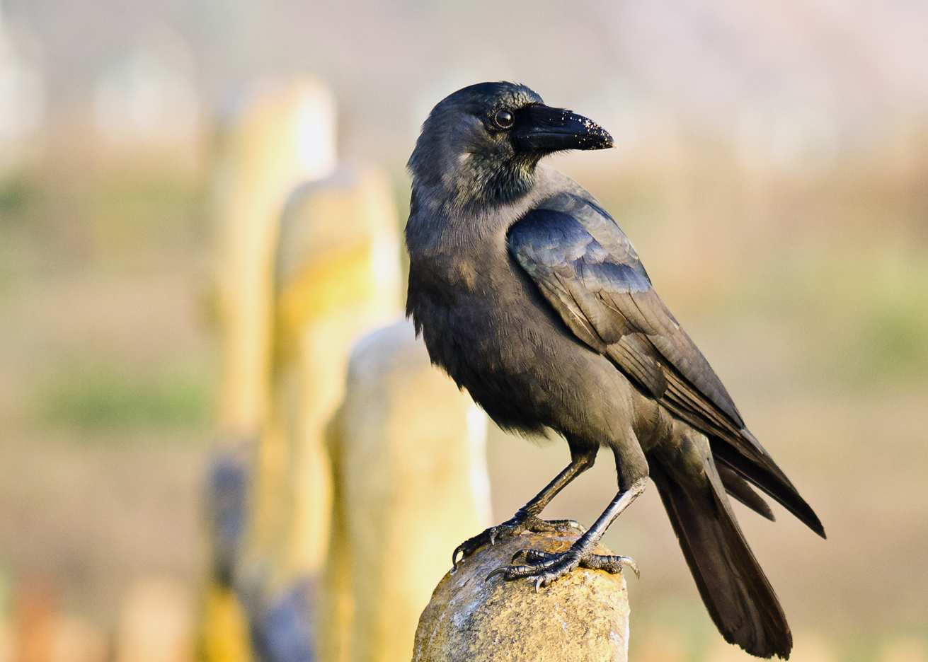 house-crow-birds-iitk