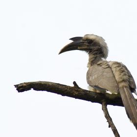 Indian Grey Hornbill | Birds@IITK