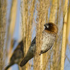 Scaly-breasted Munia | Birds@IITK